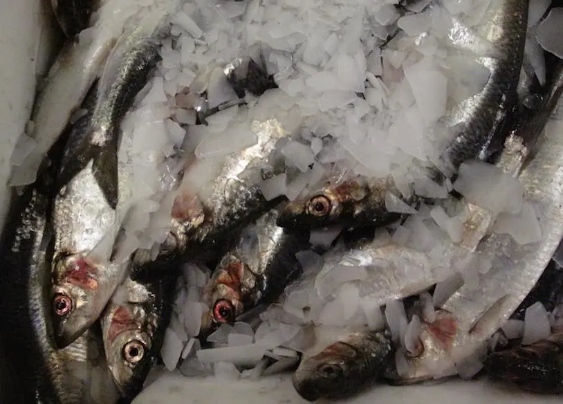 Herring