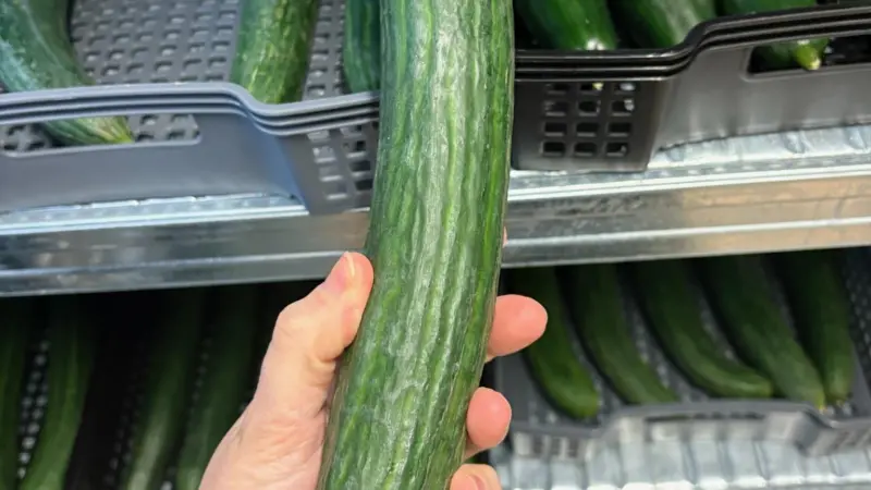 Marea ICEBOREA coated cucumber