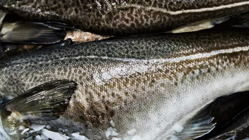 Icelandic cod