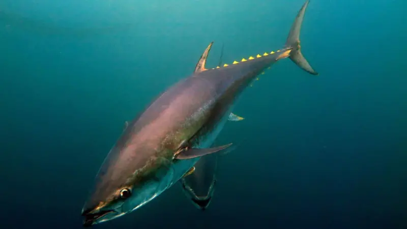 Atlantic bluefin tuna