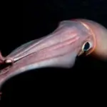 Jumbo flying squid