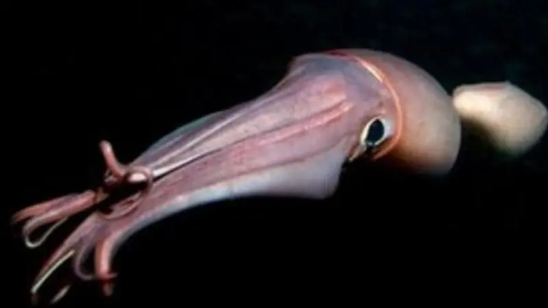 Jumbo flying squid