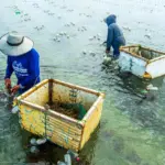 Seaweed farmers