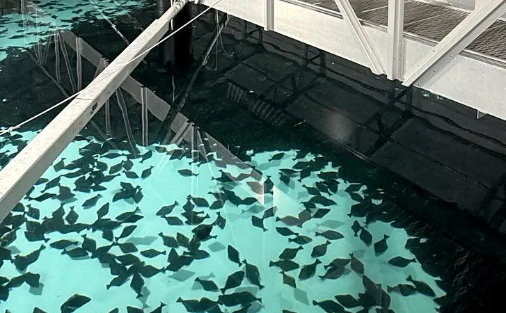 The Sande Seafarm project is pictured