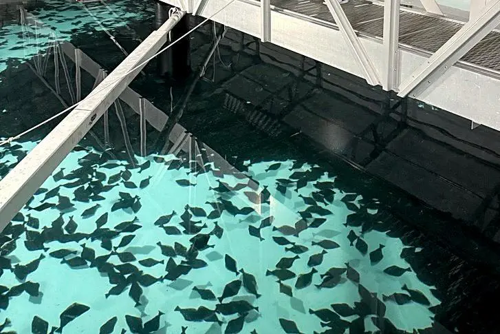 The Sande Seafarm project is pictured