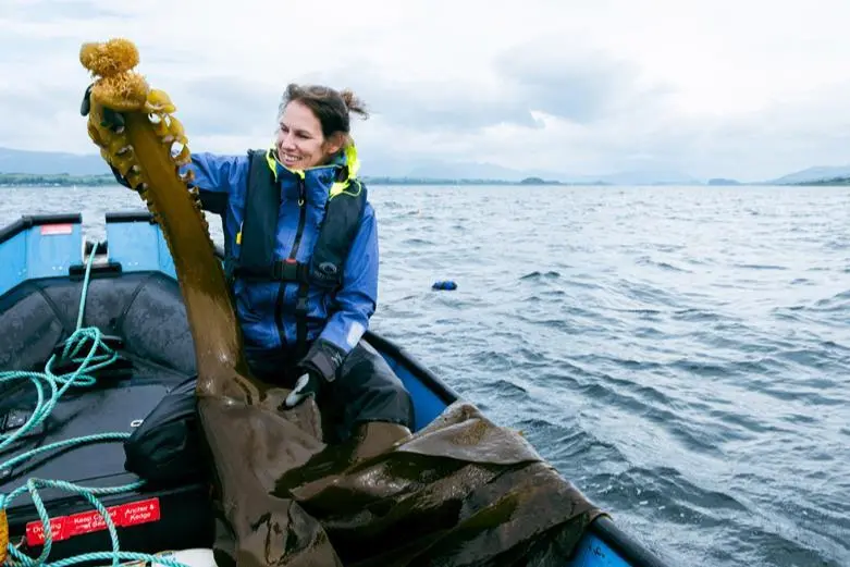Report co-author Dr Kati Michalek examines some Saccorhiza polyschides growing at the SAMS seaweed farm