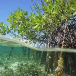 Mangroves, a tree found in tropical and sub-tropical regions that acts as a natural coastal defence for areas threatened by coastal inundation