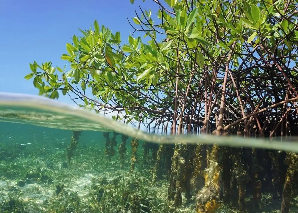 Mangroves, a tree found in tropical and sub-tropical regions that acts as a natural coastal defence for areas threatened by coastal inundation