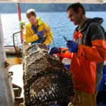 NSF Community Catch Orkney Crab