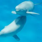 porpoises