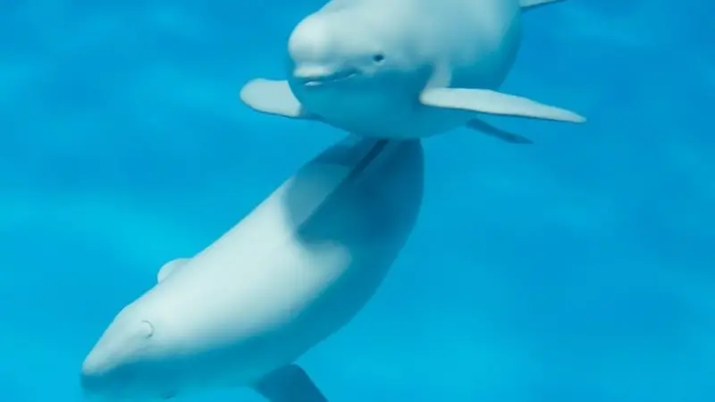 porpoises
