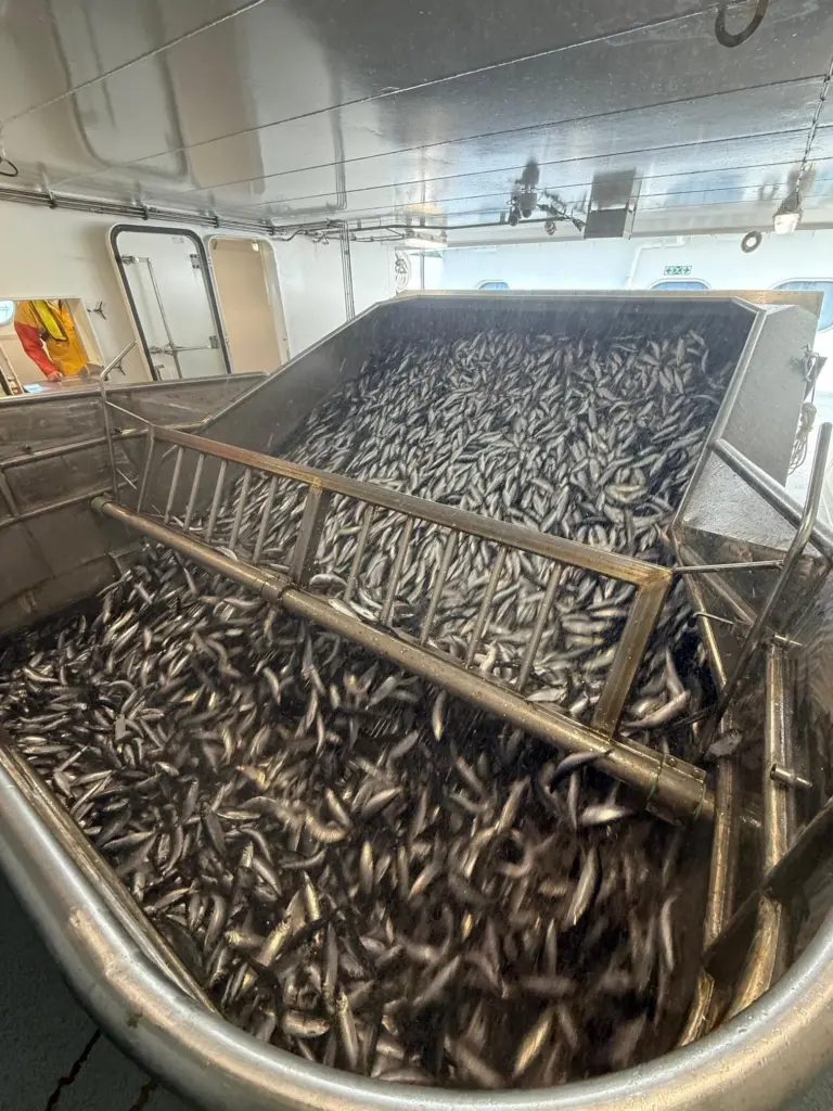 A catch of fine quality herring