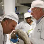 A training participant smells a fish to determine its quality