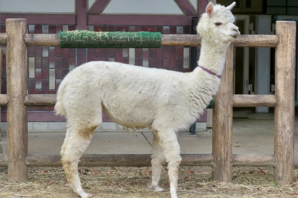 Alpaca in a zoo