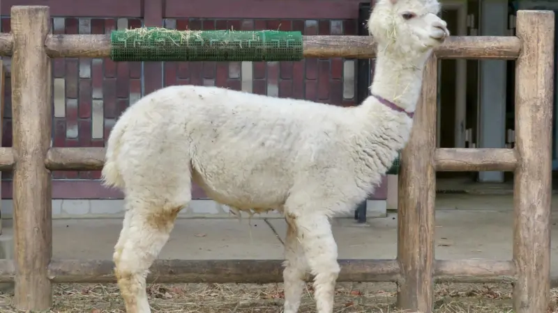 Alpaca in a zoo