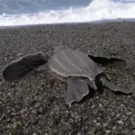 Leatherback turtle. Credit: NOAA