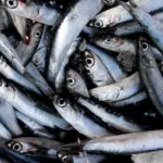 Anchovy