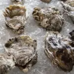 oysters on a bed of ice