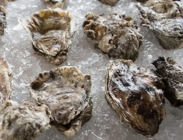 oysters on a bed of ice
